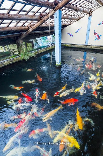 佳河錦鯉園|桃園美食